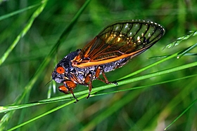 Cicadas Can Make As Much Noise As A Motorcycle Noisy Planet