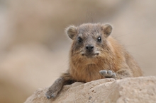 A hyrax