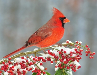 Male cardinal