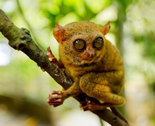 Tarsier